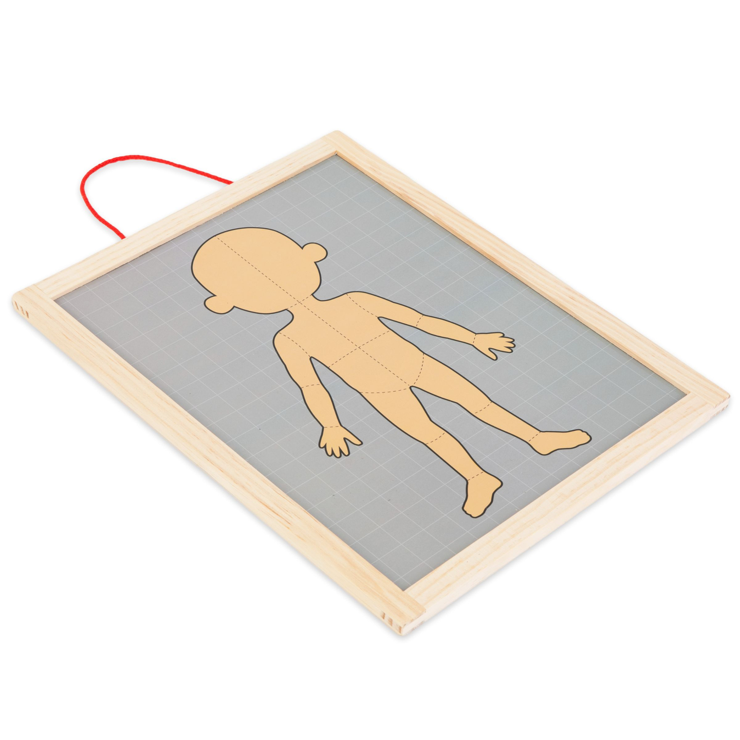 Puzzle magnetici - Scienza dell'anatomia - Il corpo umano