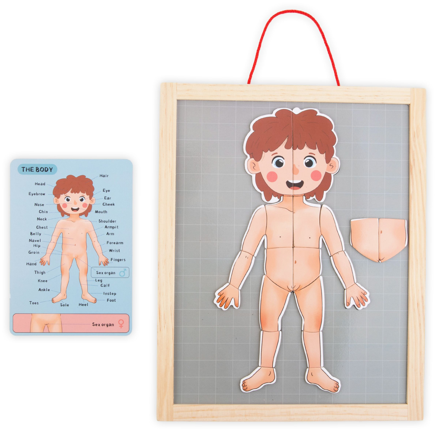 Puzzle magnetici - Scienza dell'anatomia - Il corpo umano