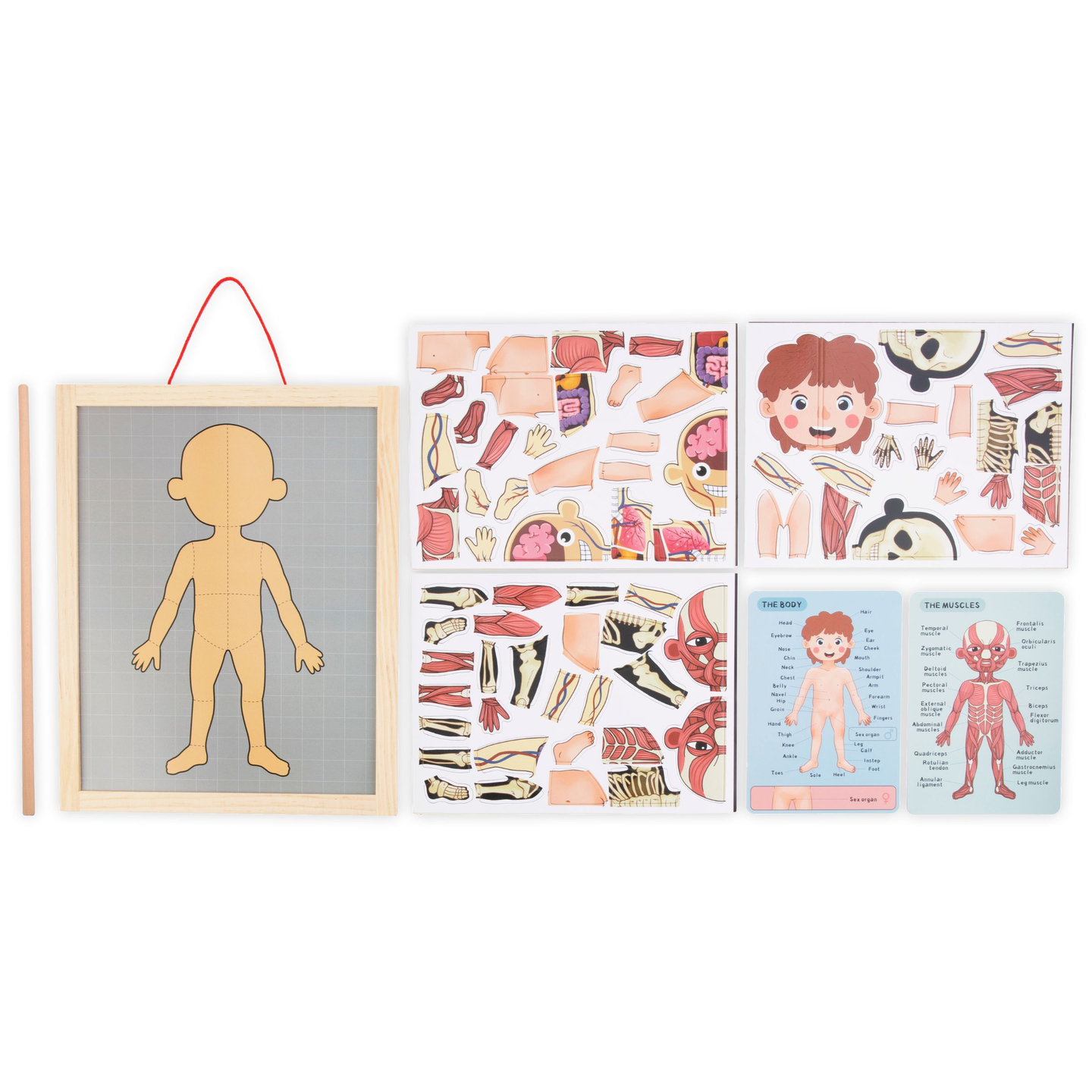 Puzzle magnetici - Scienza dell'anatomia - Il corpo umano