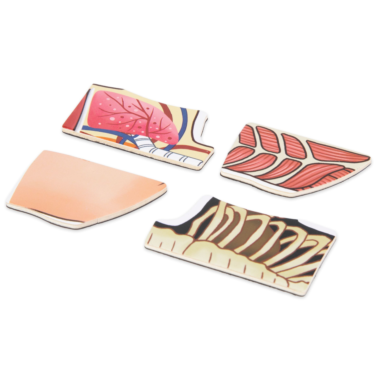 Puzzle magnetici - Scienza dell'anatomia - Il corpo umano